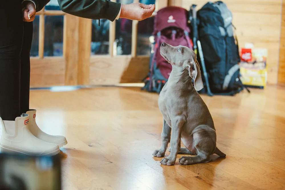 How to Crate Train Your Puppy in Canada | Orijen&trade;
